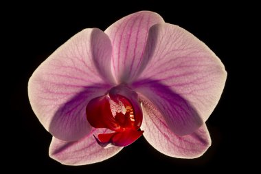 Orkide kelebek çiçek siyah arka plan