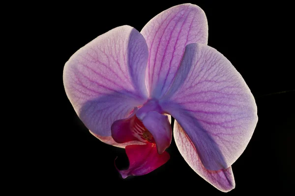 Flor mariposa orquídea en fondo negro — Foto de Stock