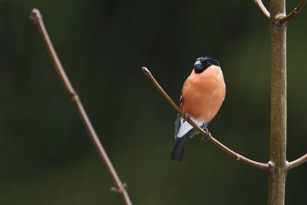 Bullfinch uccello in un albero — Foto Stock