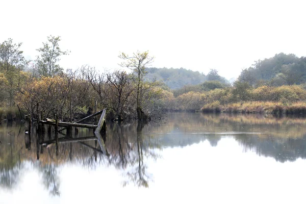 Торф'яні болота у регіоні Вогези, Франція — стокове фото