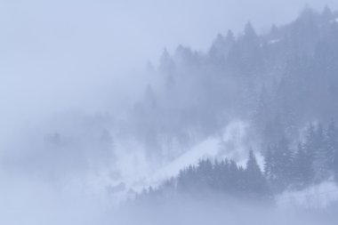 kar kış siste ormanda