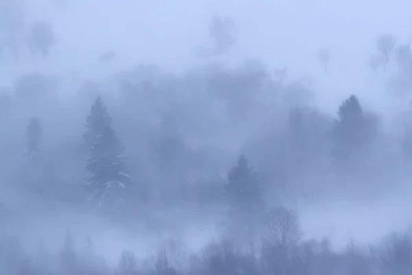 Schneewald im Nebel im Winter — Stockfoto