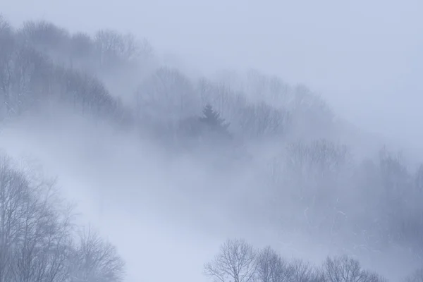 Schneewald im Nebel im Winter — Stockfoto