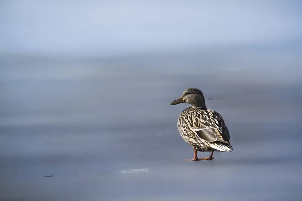 Duck mallard walking on ice in winter — Stock Photo, Image