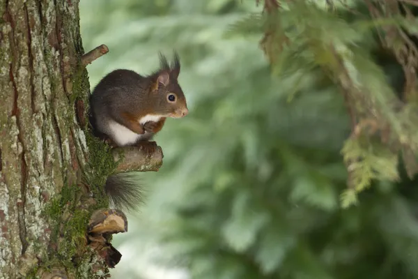 Red squirrel in a tree — Stock Photo, Image