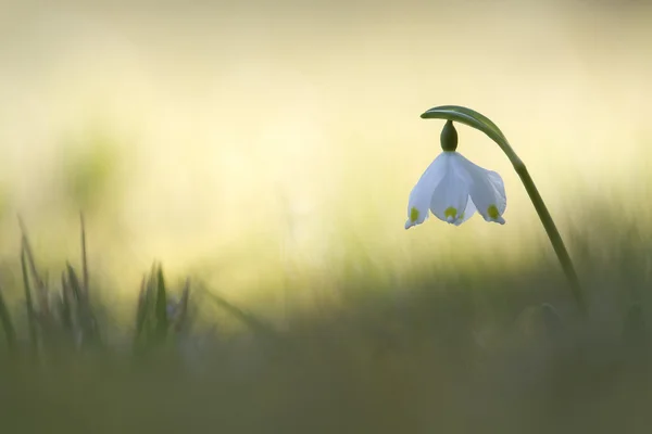 Flor de Leucojum vernum na estação de primavera — Fotografia de Stock