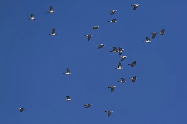 Lot grupy drewna gołębie — Zdjęcie stockowe