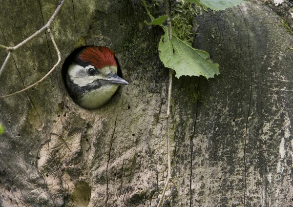 Nesting of a young pied woodpecker — Stock Photo, Image