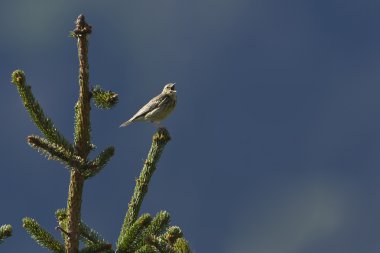 ağaç incir kuşu, ağacın şarkı