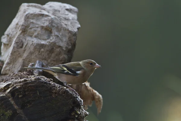 Finch vogel vrouw op tronc — Stockfoto