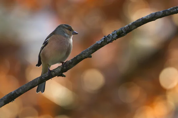 Finch uccello maschio in un albero in automn — Foto Stock