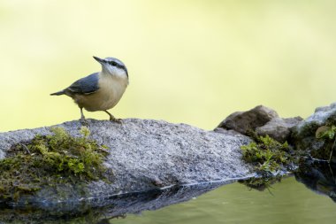 lac boyunca sıvacı kuşu