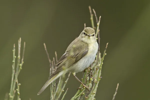 Salgueiro warbler pássaro em vassouras — Fotografia de Stock