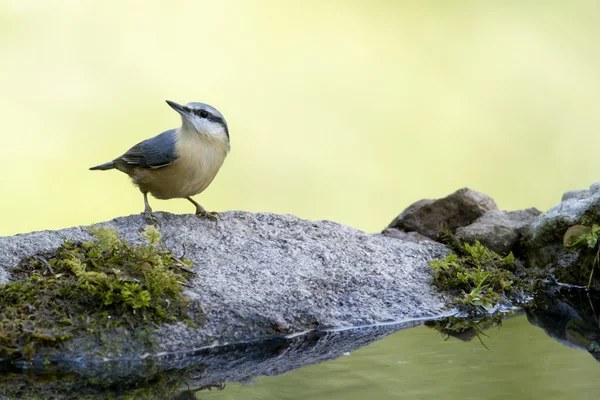 Nuthatch bird along lac — Stock Photo, Image