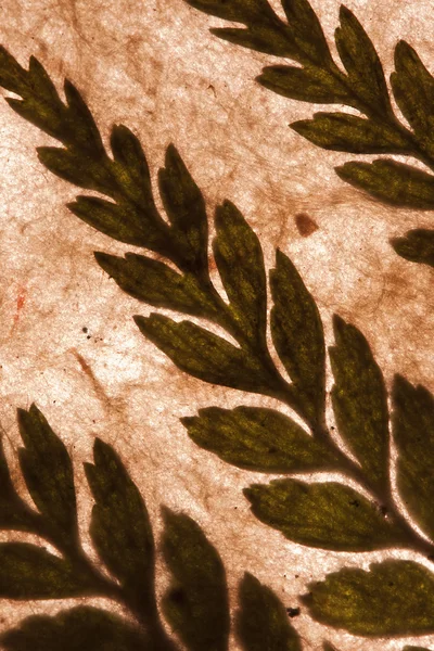 Lokta Papier von nepal mit Blättern überlagert — Stockfoto
