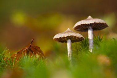 automn mantar geyik kalkan