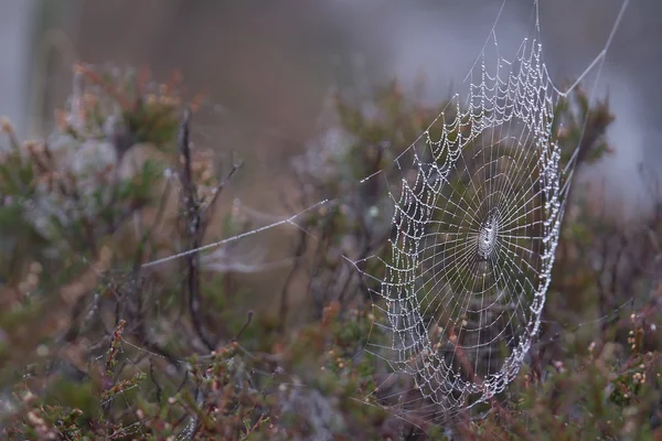 Spindelnät i gräsmarker med morgondagg — Stockfoto