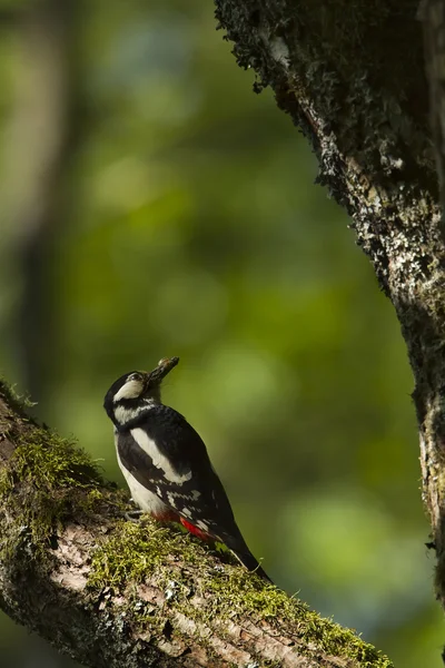 Vogel bonte specht vrouwelijke voederen in nesten tijd — Stockfoto