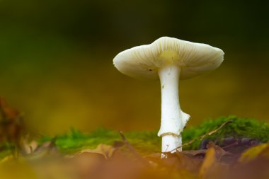 sonbahar bir atmosferde mantar amanita virosa