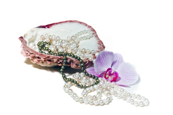 Říční perly v shellu a orchidej květina — Stock fotografie