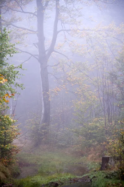 Jesienny atmosferę w Wogezy — Zdjęcie stockowe