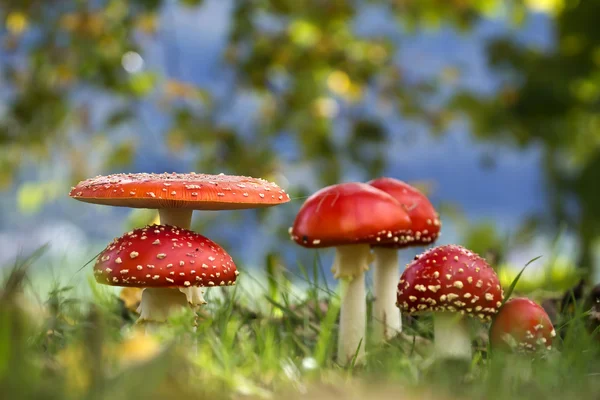 Fliegenpilz in der Gruppe im Hexenring im Herbst — Stockfoto