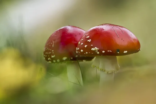 Duo of Fly agaric mushroom in autumn — Stock Photo, Image