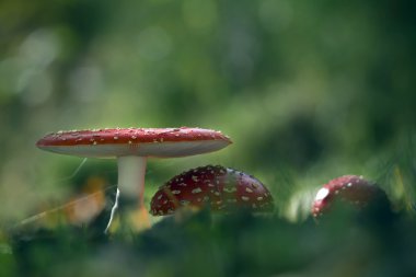 Cadı grubunda sinek agaric mantar sonbaharda halka