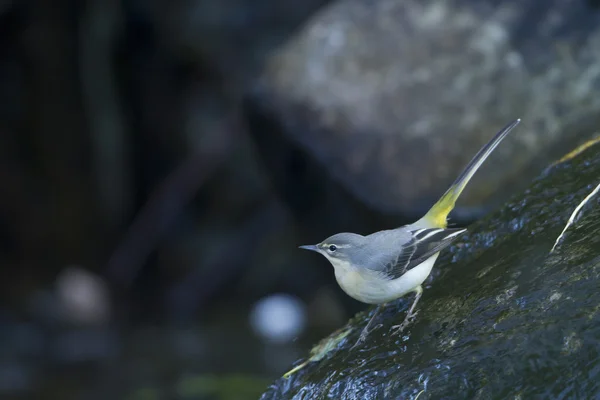 Grå Sädesärla fågel stående på en sten längs floden — Stockfoto
