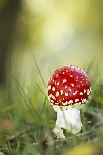 Fly agaric mushroom young in autumn — Stock Photo, Image