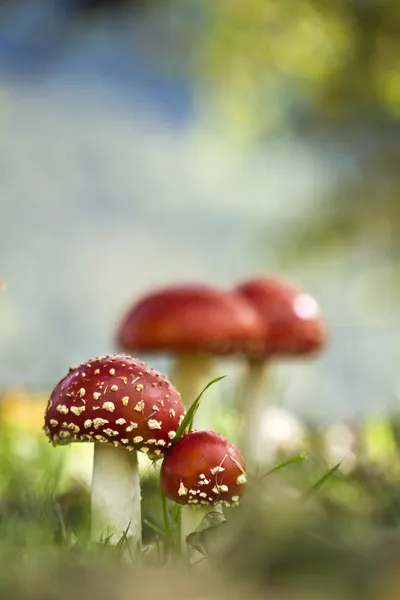 Fliegenpilz im Herbst in der Gruppe — Stockfoto