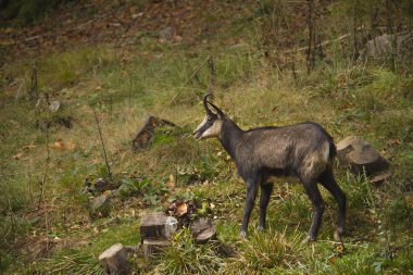 Chamois vahşi arazide dağda vosges, Fransa