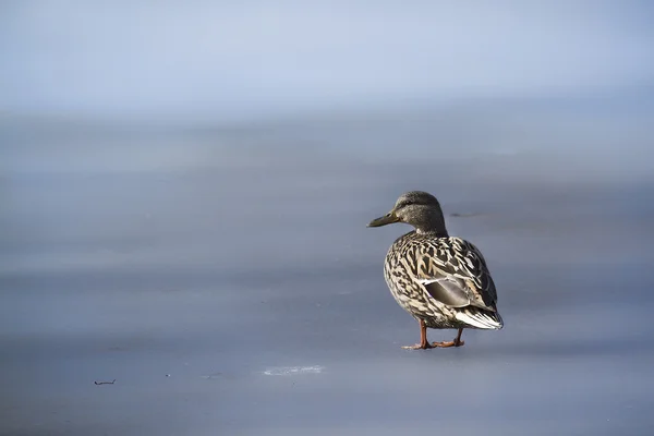 Duck mallard female bird on ice lake in winter — Stock Photo, Image