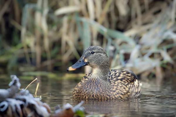 Duck mallard female bird swimming in river in winter — Stock Photo, Image