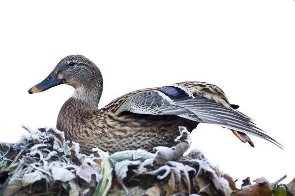 Duck mallard female bird on frozen leaves isolated in white background — Stock Photo, Image