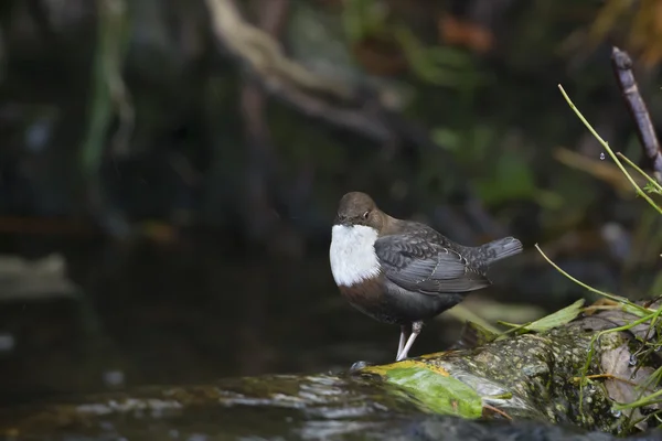 白のどのひしゃく、川の鳥 — ストック写真