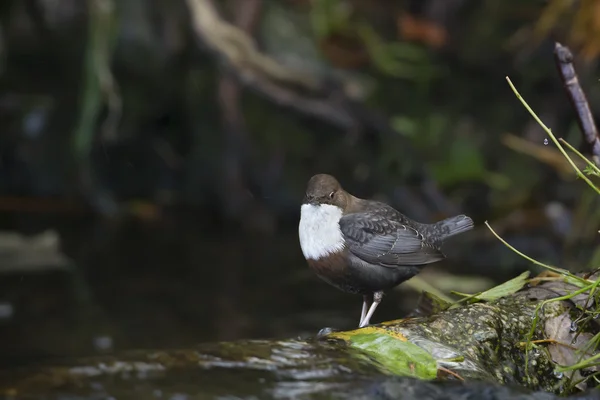 Plongeur à gorge blanche, oiseau de rivière — Photo