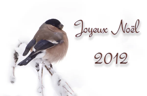 Card "joyeux Noël" 2012 with bird — Stock Photo, Image