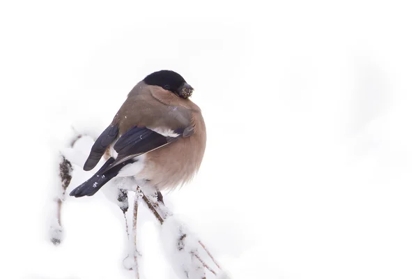 Finch uccello femmina in neve isolato in fondo bianco — Foto Stock