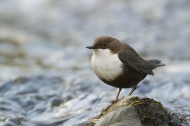 White-throated dipper, river bird