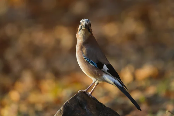 Jay bird close-up in autumn atmosphere — Stock Photo, Image