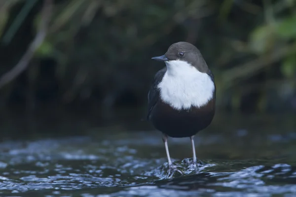 白のどのひしゃく、川の鳥 — ストック写真