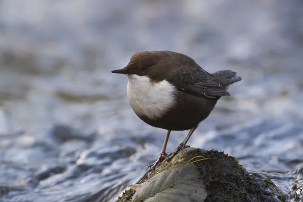 Dipper cu gât alb, pasăre de râu — Fotografie, imagine de stoc