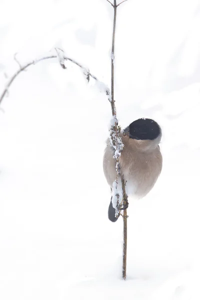 Bullfinch pássaro fêmea no fundo branco — Fotografia de Stock
