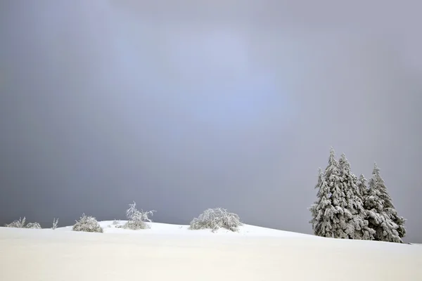 Cima innevata in inverno con abete — Foto Stock