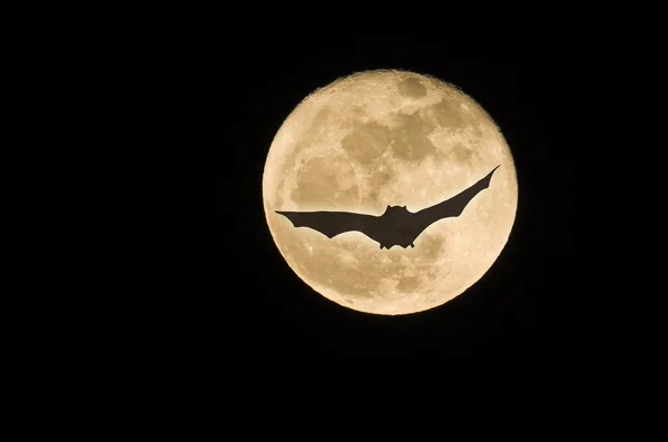 Fliegende Fledermaus im Vollmond Stockfoto