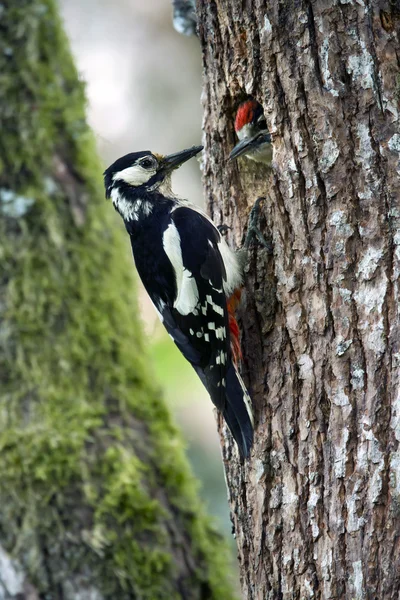 Great Spotted Woodpecker bird in nesting time — Stock Photo, Image