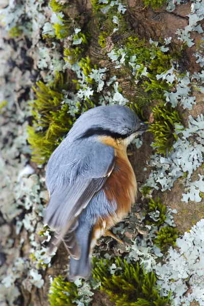 Nuthatch bird, specie sitta europea looking for food — Stock Photo, Image