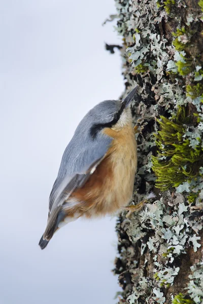 Nuthatch bird, specie sitta europea looking for food — Stock Photo, Image