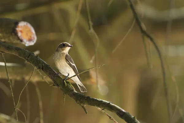 Flycatcher europeo hembra — Foto de Stock